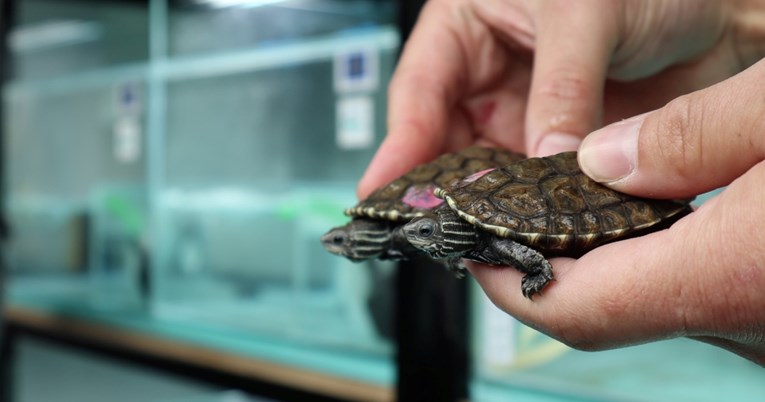 U Zoološkom vrtu Grada Zagreba otvoren edukativno-uzgojni centar za riječnu kornjaču