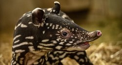 Pogledajte video preslatkog tek okoćenog malajskog tapira