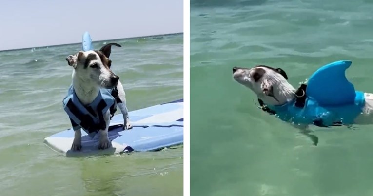 Žena vozila deset sati da bi se njen pas prvi put okupao u moru: "Obožava surfati"
