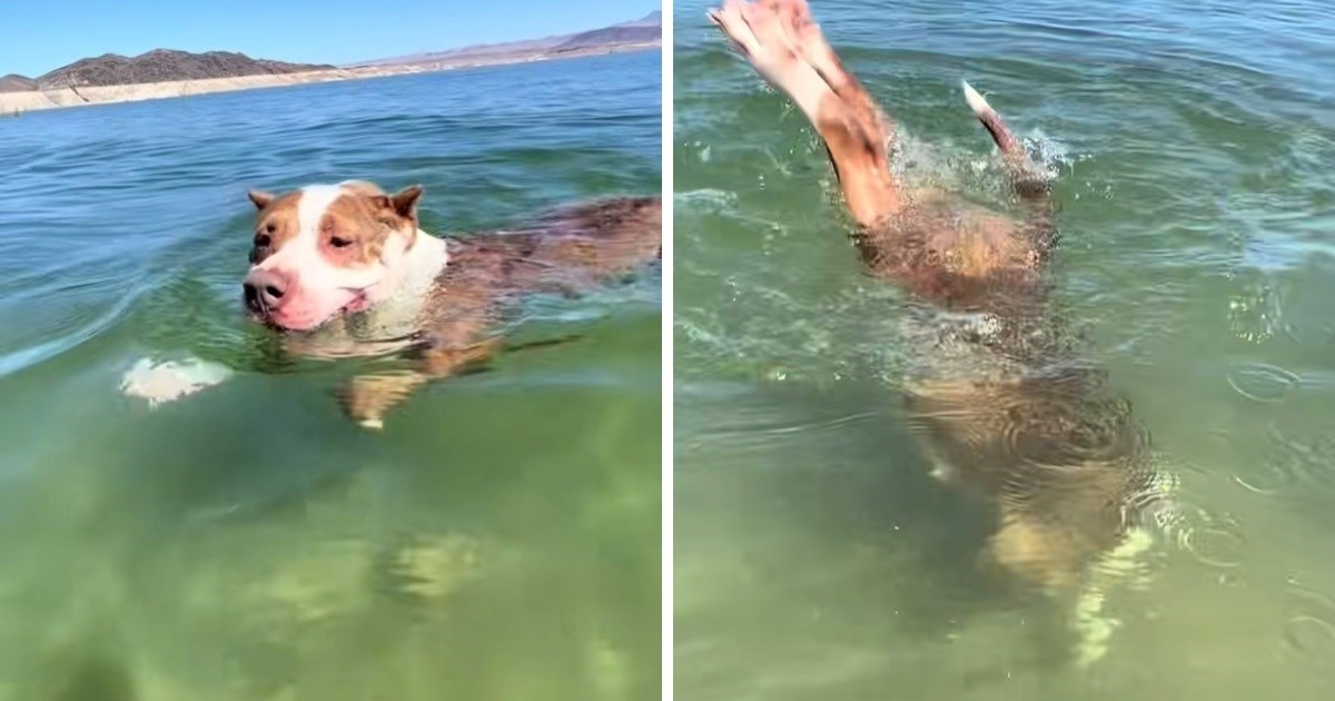 "Udomila sam sirenu": Žena ostala iznenađena kada je otkrila da pas obožava roniti