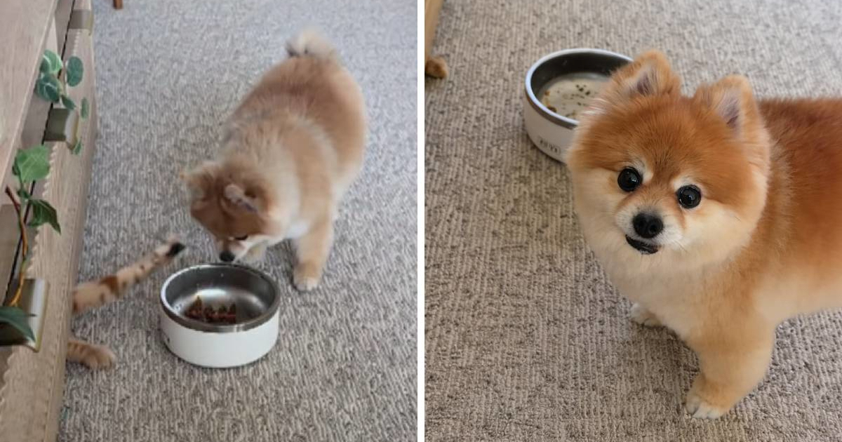 Pomeranka uhvatila mačku u krađi hrane, njezina reakcija nasmijala tisuće