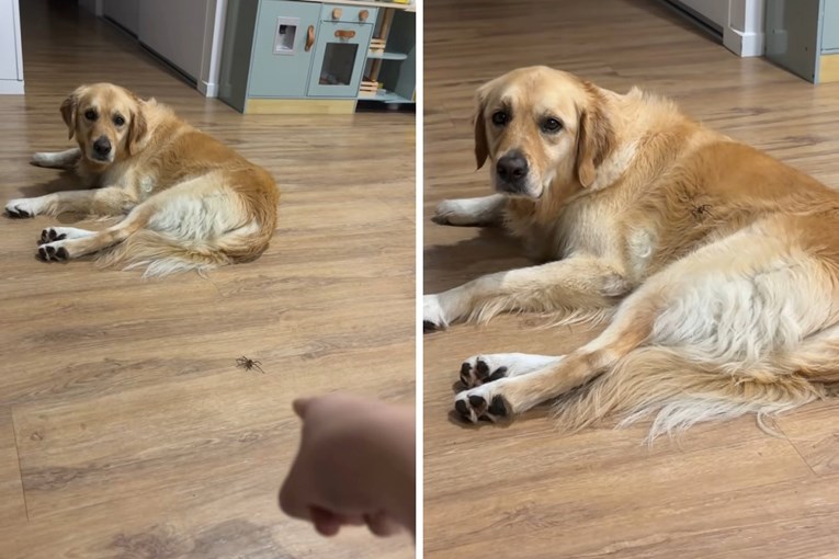 Reakcije zlatne retriverice na ogromnog pauka postala viralni hit