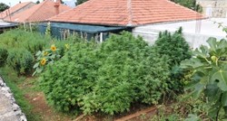 Mladić kod Dubrovnika uzgajao marihuanu u dvorištu, dio stabljika bio viši od 2 metra