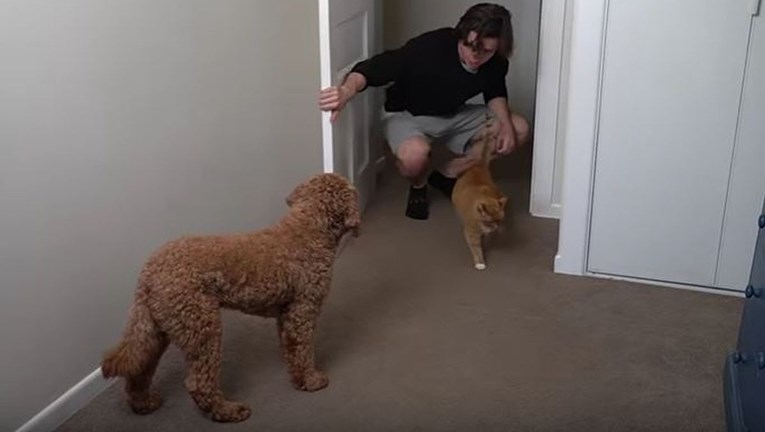Pokušao je naučiti psa da se pokloni svaki put kad ugleda mačku, evo je li uspio