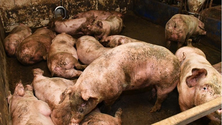 Hrvatska dobila status zemlje slobodne od svinjske kuge