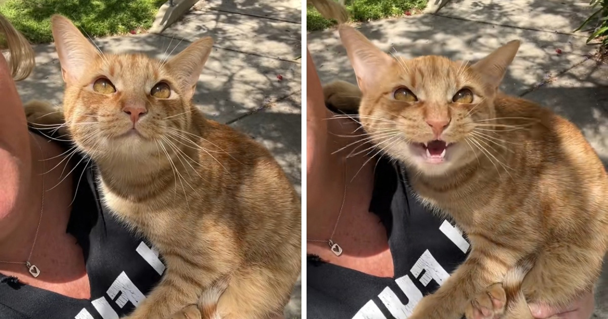 Mačak Frankie postao hit zbog smiješne reakcije na ptice