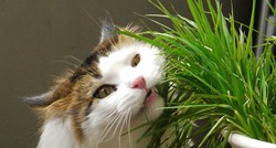 Ove četiri biljke će umanjiti stres vaše mačke