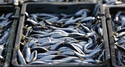 Organizacija za zaštitu prirode: Broj riba zbog pretjeranog izlova drastično pada