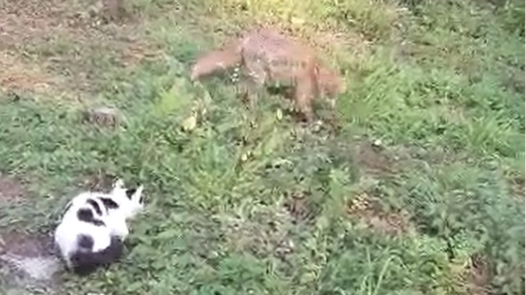 U selu Medak postoje dva posebna prijatelja, mačak i lisac