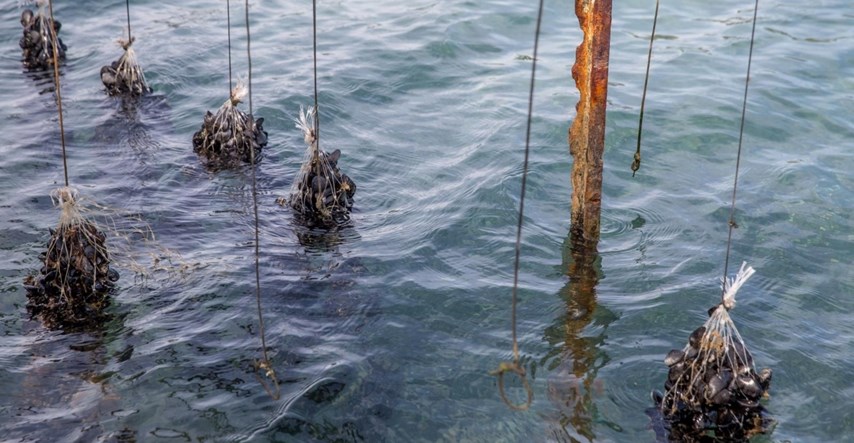 Pomor 30-ak tona dagnji u Novigradskom moru. Obrtnici: Ovo za nas znači propast