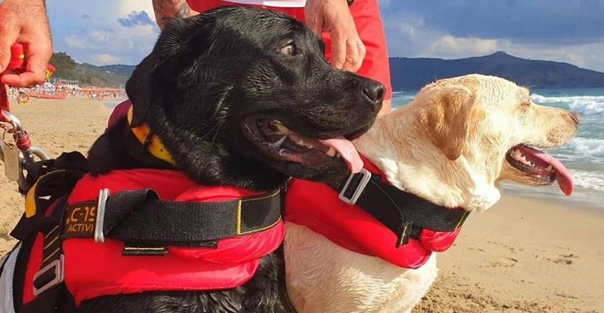 Hrabri psi spasioci priskočili u pomoć 15-godišnjoj surferici i spasili joj život