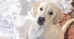 Simpatični Leo vraća snijeg gdje mu je mjesto umjesto da se igra s njim