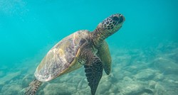 Dante Putnik: Morska kornjača koja je pronađena kod Dubrovnika nastavlja prema Puli