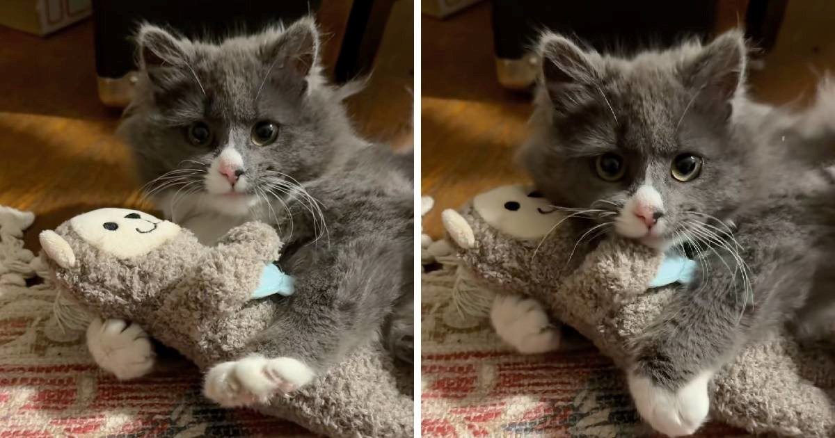 Mačić prvi put dobio igračku, njegova reakcija topi srca