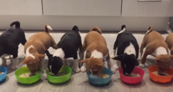 Četrnaest basenji štenaca uživaju u večeri i to izgleda najslađe ikad