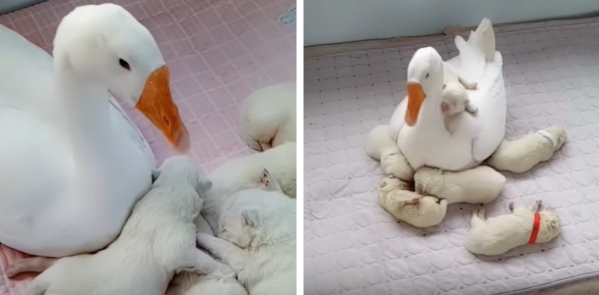 Guska koja čuva štence svoje pseće prijateljice oduševila je svijet