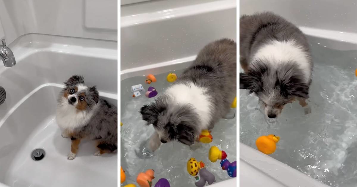 Koda obožava kupanje, ali samo uz 30 gumenih patkica