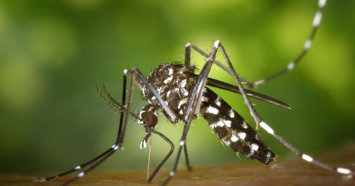 U Srbiji 46 slučajeva groznice Zapadnog Nila, 43 osobe imaju teži oblik