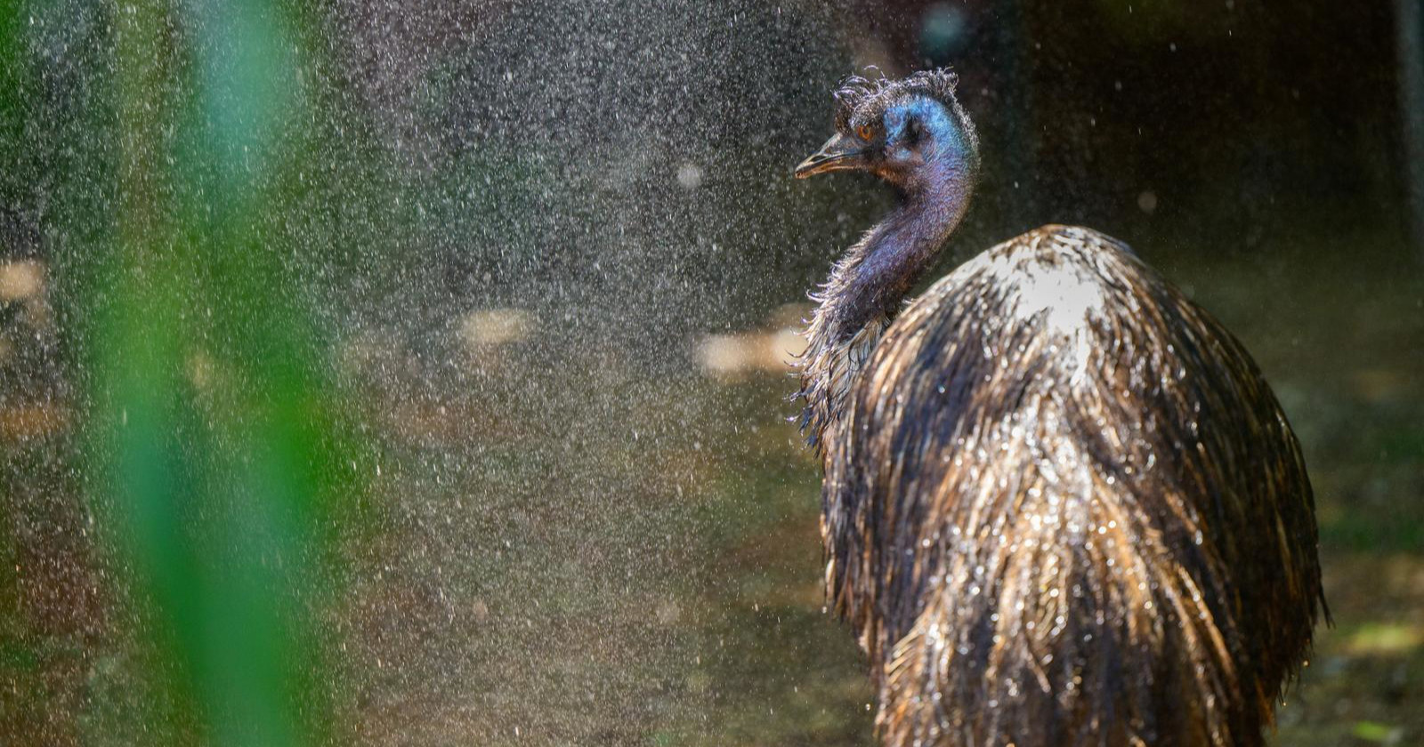 FOTO Životinje u zagrebačkom zoološkom vrtu dobile poslastice za osvježenje