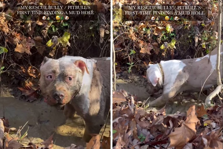 "Zaslužuje svo blato na svijetu": Video udomljenog pit bulla raznježio ljude