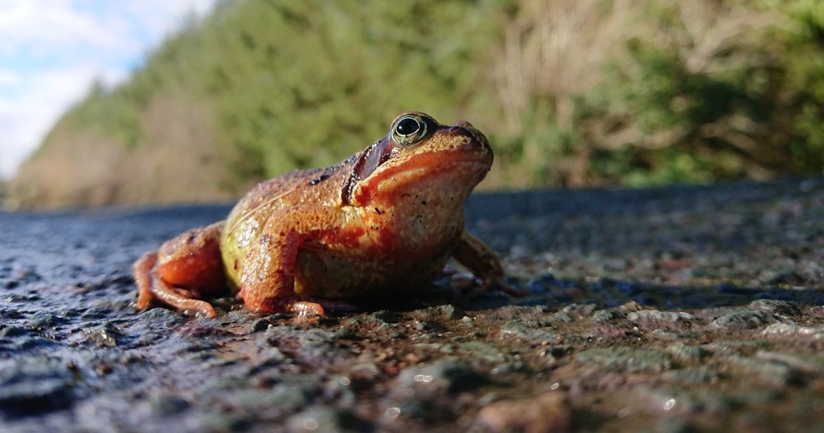 Cesta u Engleskoj zatvara se na šest tjedana, razlog je neobičan