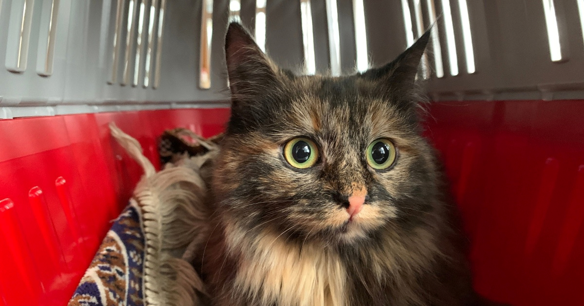 Veterinarka otkriva ključne znakove stresa kod mačaka i pasa