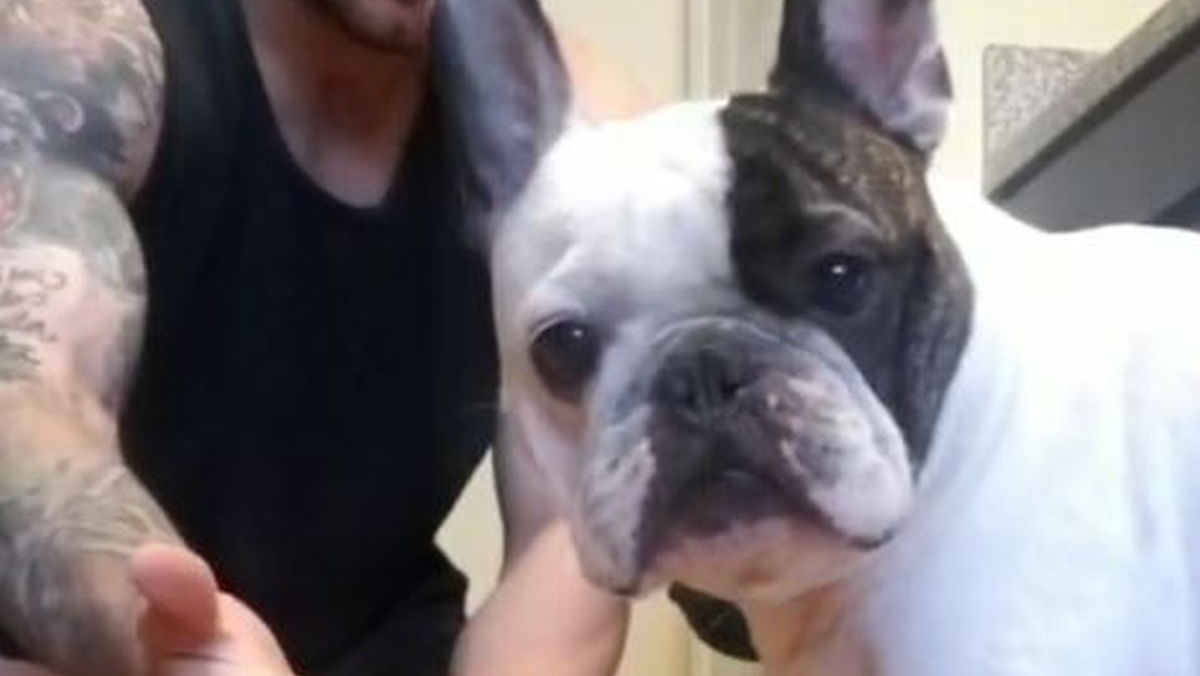 Izveo je "magični" trik pred psom, njegov šokirani izraz postao je hit na internetu