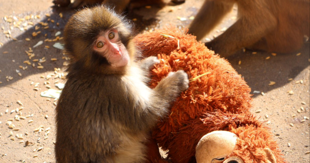 Tragedija majmuna Puncha: Zašto majke napuštaju svoju mladunčad?