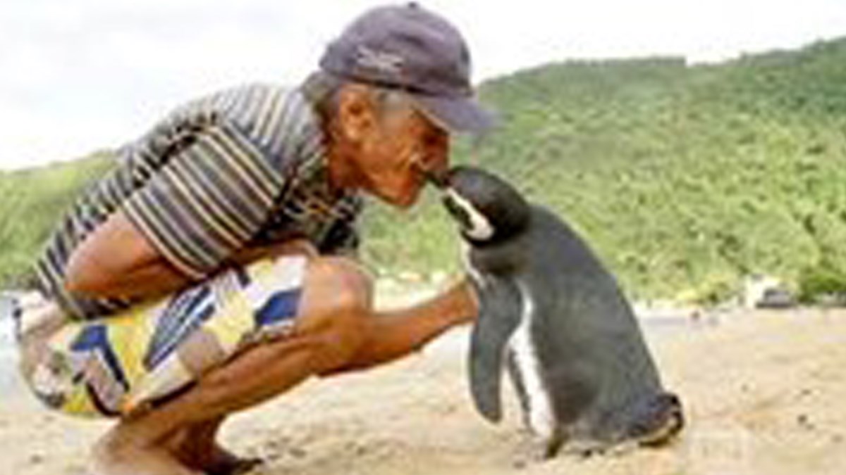 Pingvinu je spasio život, a on mu se u znak zahvalnosti vraća svake godine