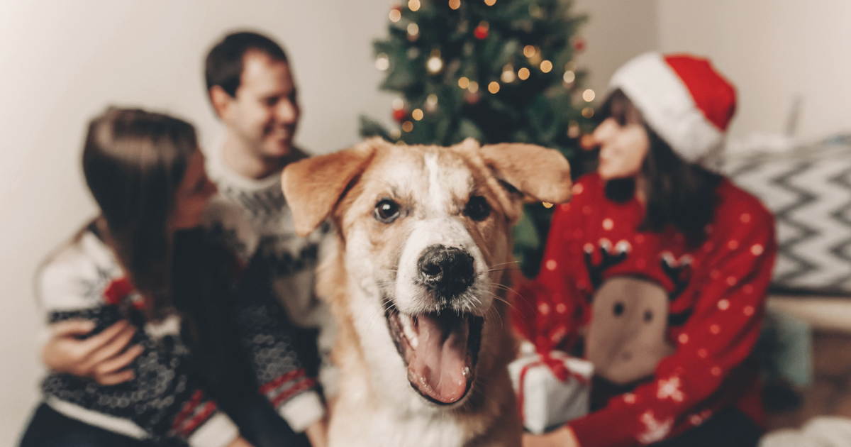 Zbog blagdanske hrane ljubimci mogu završiti kod veterinara. Evo kako to spriječiti