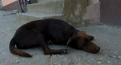 Napušteni pas danima čekao na istom mjestu, imao je samo jednu želju