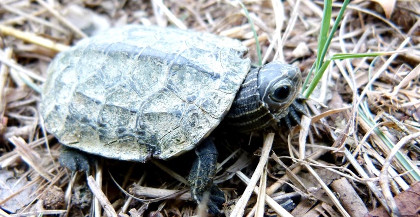 U Konavlima u prirodu pušteno 50 riječnih kornjača uzgojenih u Maksimiru