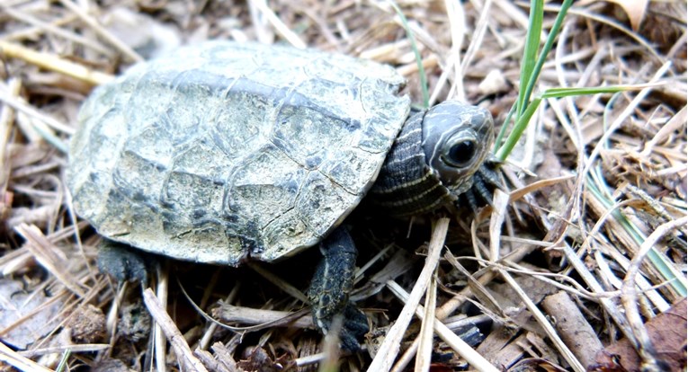 U Konavlima u prirodu pušteno 50 riječnih kornjača uzgojenih u Maksimiru