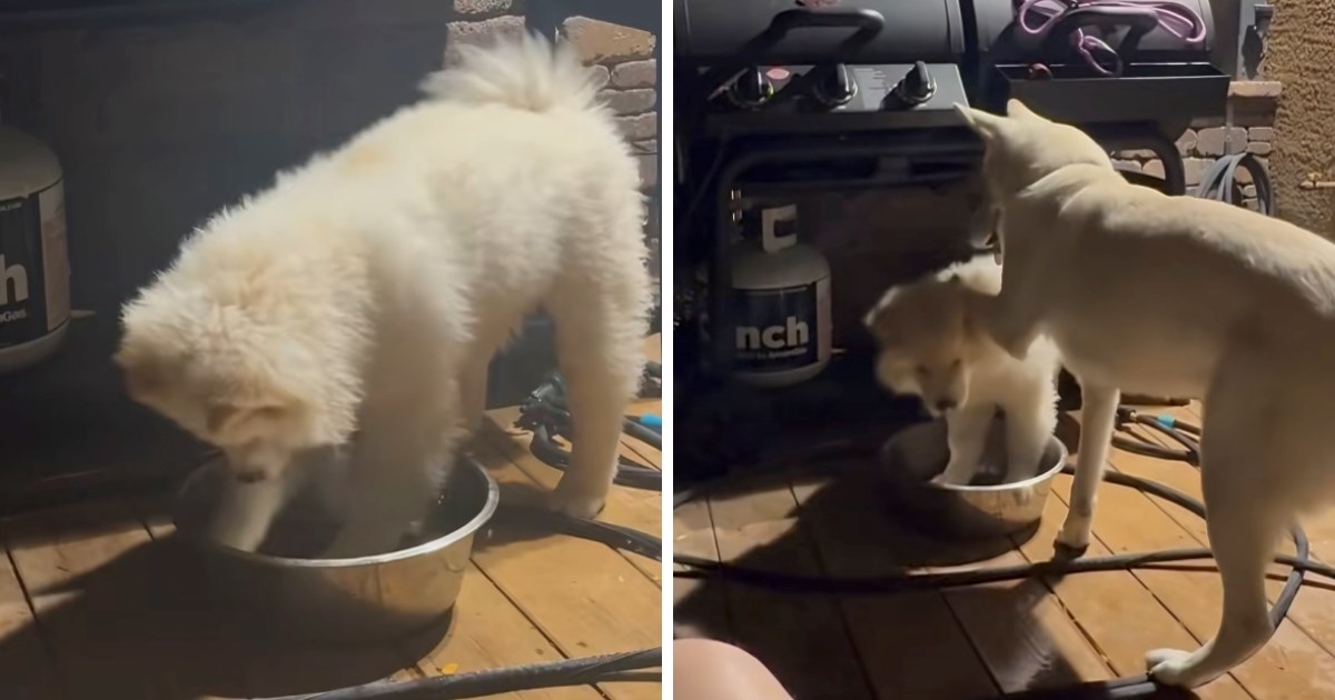 Vragolasti psić prolijevao vodu pa ga je odrasli ovčar odlučio naučiti lekciju