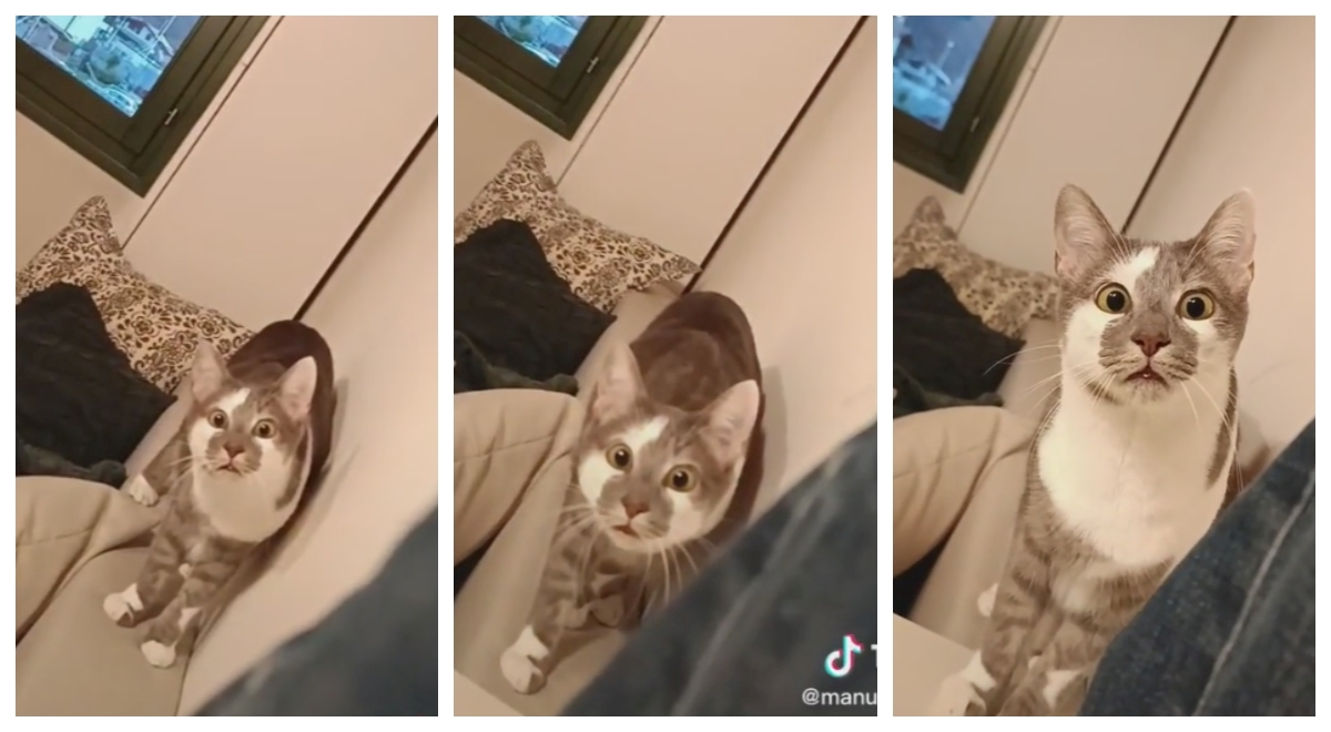 Sjećate se igre Crvena kraljica? Pogledajte kako izgleda kad je zaigrate s mačkom