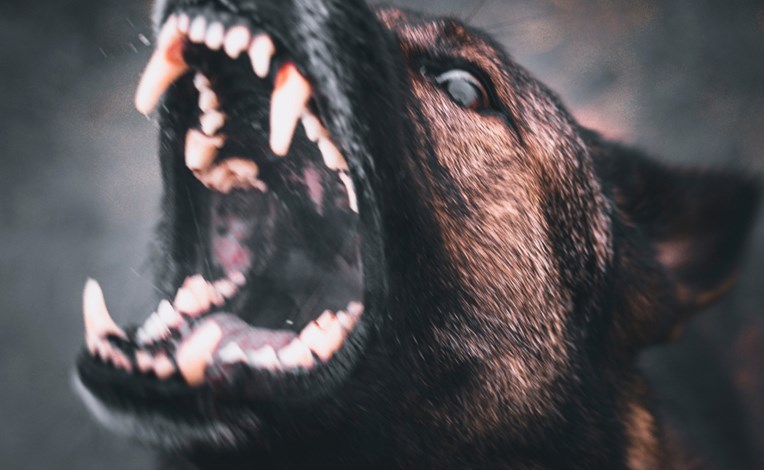 Pas napao starca, par mjeseci kasnije napao i dijete. Optužen vlasnik