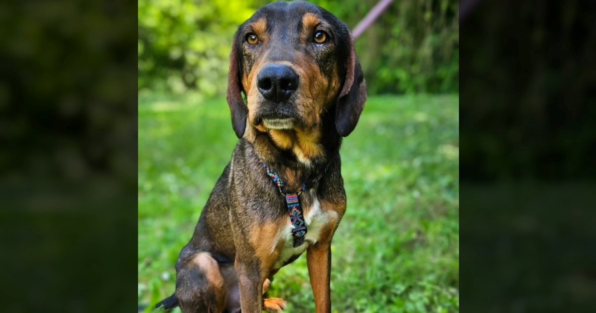 Za lijepog i dobrog Đivu nije bilo upita. Pomozimo da pronađe dom kakav zaslužuje