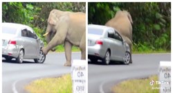 88 milijuna pregleda: Slon presreo auto i sjeo na njega. Video je hit