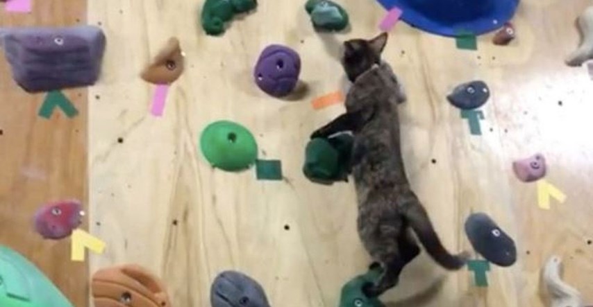 Mačka koja živi u teretani naučila se penjati do vrha kao pravi planinar