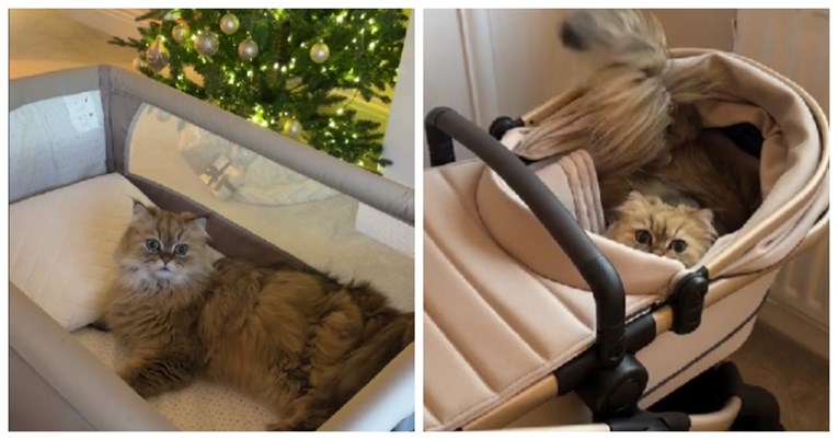 VIDEO Vlasnica kupila stvari za bebu, mačak ih odmah prisvojio