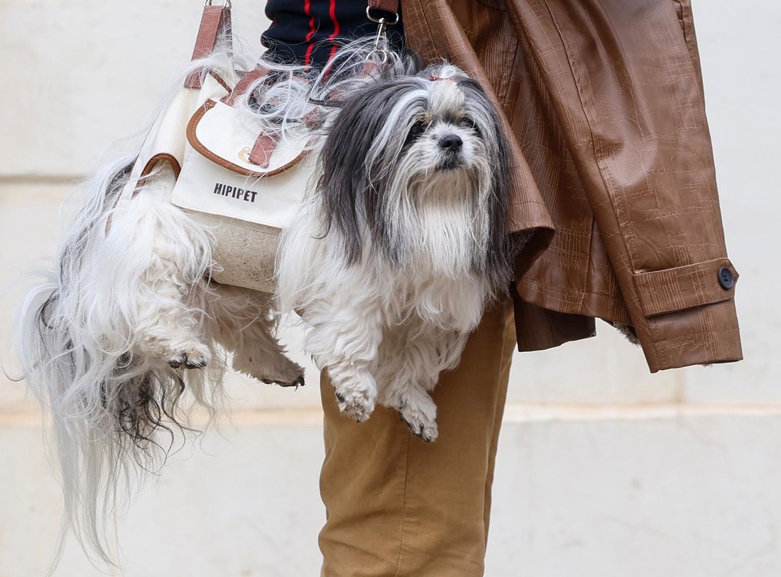 ANKETA Što mislite o torbicama za pse? Tip privukao pažnju u Zagrebu