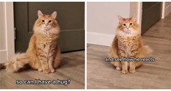 Walter je jedan od najljepših mačaka na internetu, ima pogled koji hipnotizira