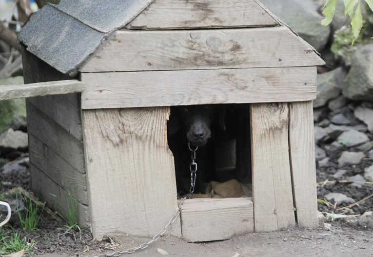 48-godišnjak prijavljen zbog mučenja životinja. Držao pse bez skrbi i hrane