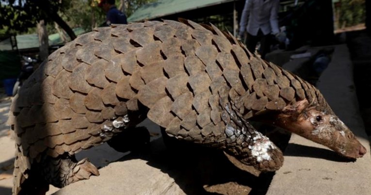 U praškom ZOO vrtu rodio se kineski pangolin, životinja kojoj prijeti izumiranje