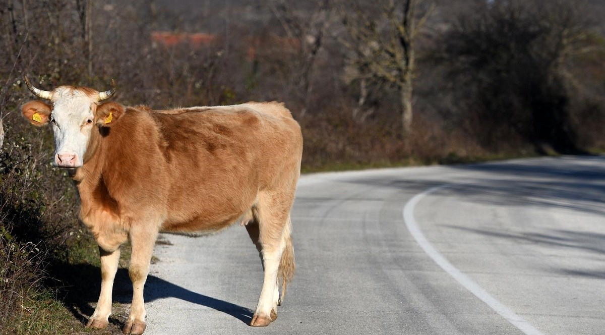 U Požegi auto naletio na kravu. Policija: Životinja otišla s mjesta nesreće