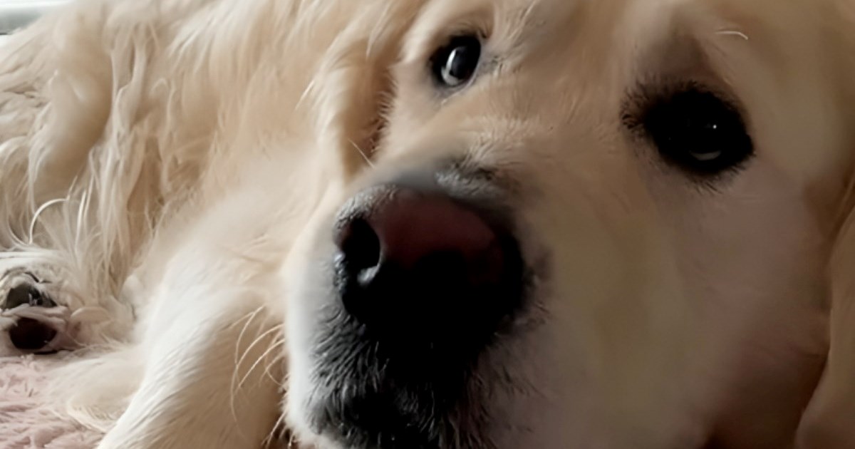 13 mil. pregleda: Slijepi retriver poludi od sreće kad čuje glas svoje vlasnice