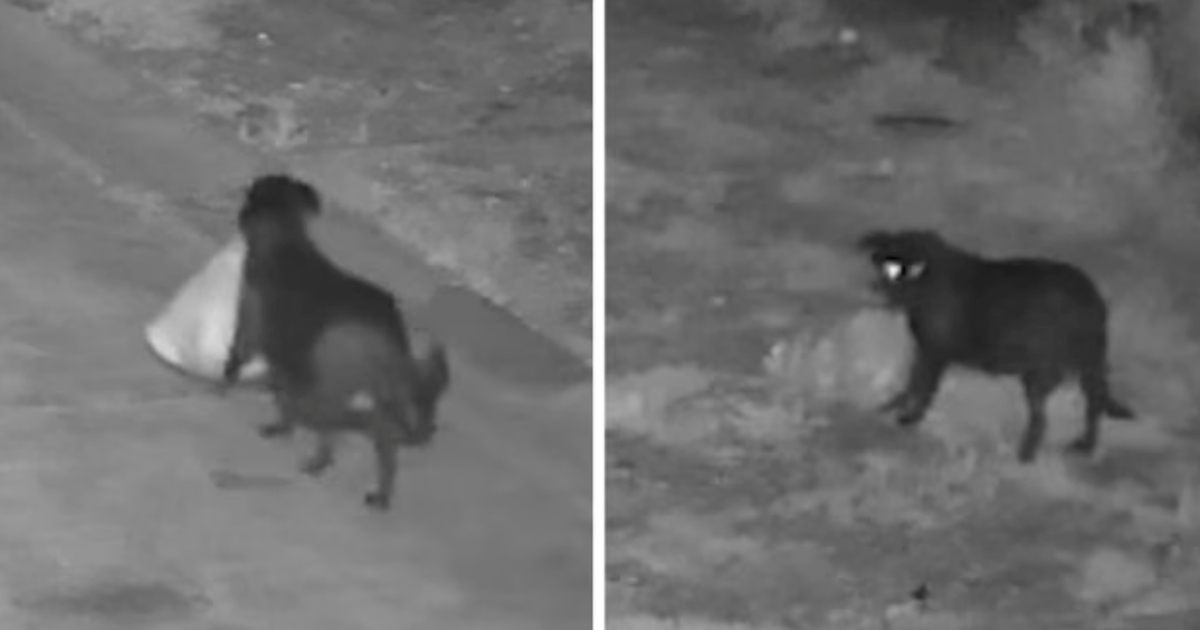 VIDEO Talijan dresirao psa da baca smeće uz cestu