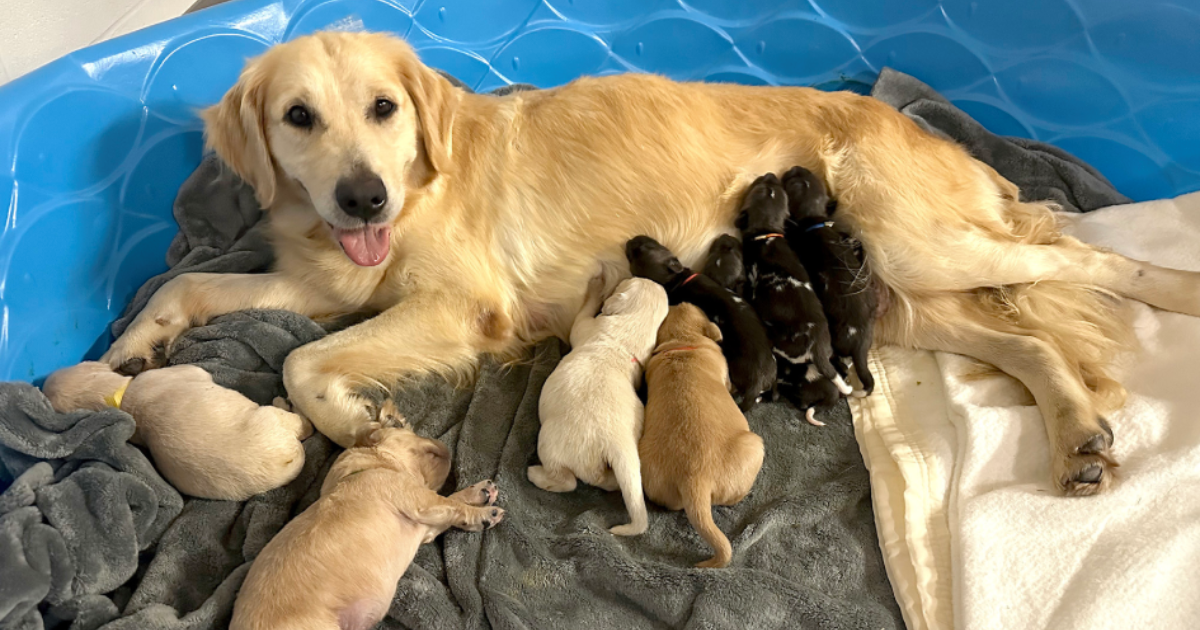 Kujica pomogla u odgoju mladunaca afričkih pasa jer njihova majka nije zainteresirana