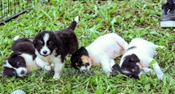 Preslatki štenci iz Velike Gorice traže zauvijek dom