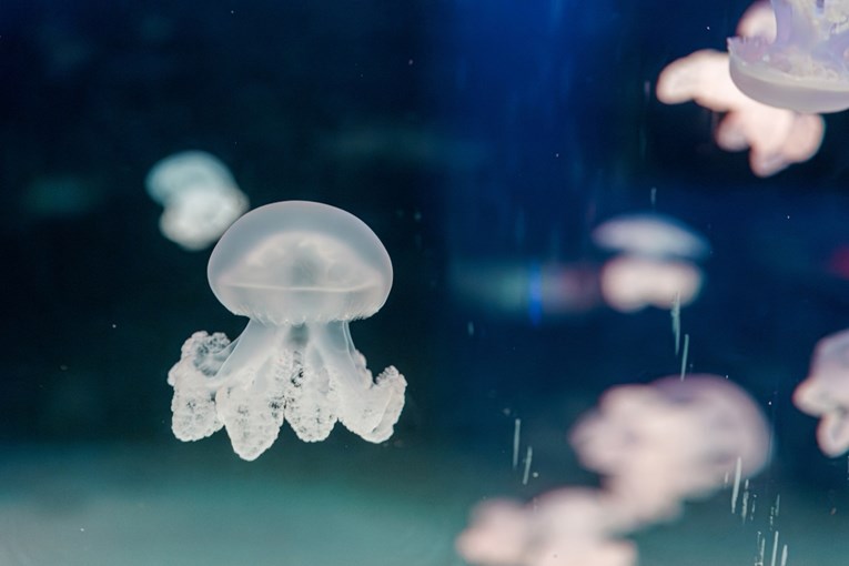 Pulski akvarij obogatio zbirku s pet vrsta meduza. Dvije se posebno ističu
